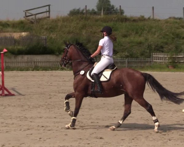 Reitturnier Schülp / Rendsburg 2021