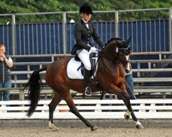 dressage horse Galatria (German Riding Pony, 2009, from King of Dance)
