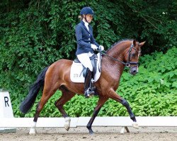 dressage horse Newe's Diskonto S (German Riding Pony, 2010, from Heidehof's Don Diego)