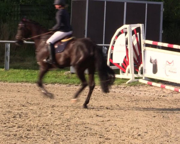 Reitturnier Datteln 2021