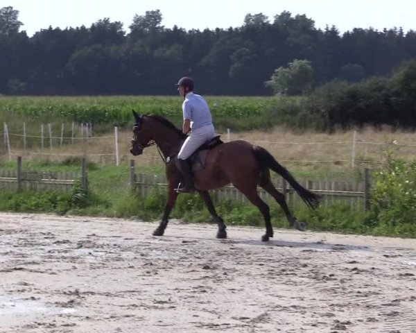 Reitturnier Schülp / Rendsburg 2021