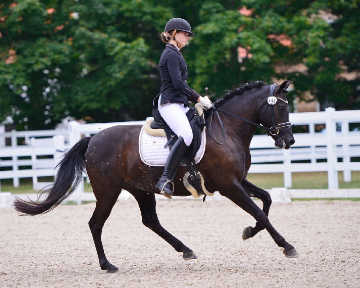 Dressurpferd I Love Black (Deutsches Reitpony, 2006, von Veivel R)