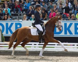 dressage horse Tattoo (German Riding Pony, 2008, from Top Non Stop II)