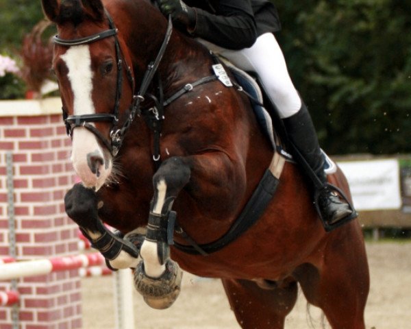 jumper Cash Flow 20 (KWPN (Royal Dutch Sporthorse), 2000, from Cavalier)