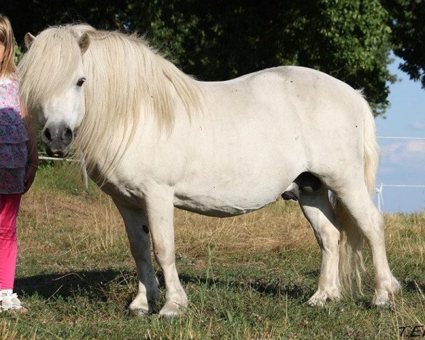 Hingst Indio (Shetlandpony, 1994, fra Ibo)