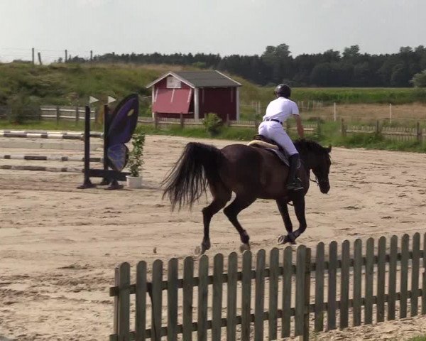 Reitturnier Schülp / Rendsburg 2021