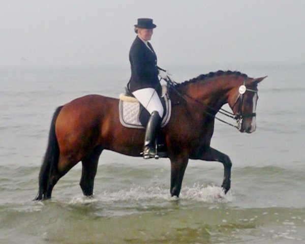 dressage horse Ladival 2 (Westphalian, 2005, from Lacordos)