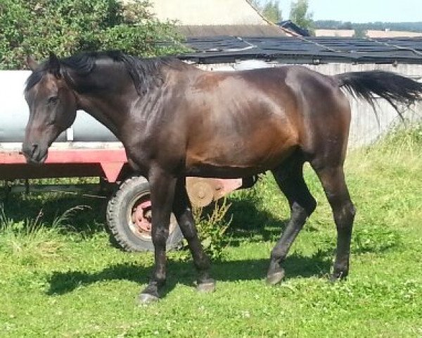 dressage horse Cartier 91 (Hanoverian, 2001, from Carismo II 123 FIN)