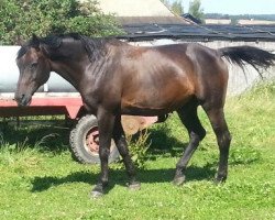 dressage horse Cartier 91 (Hanoverian, 2001, from Carismo II 123 FIN)