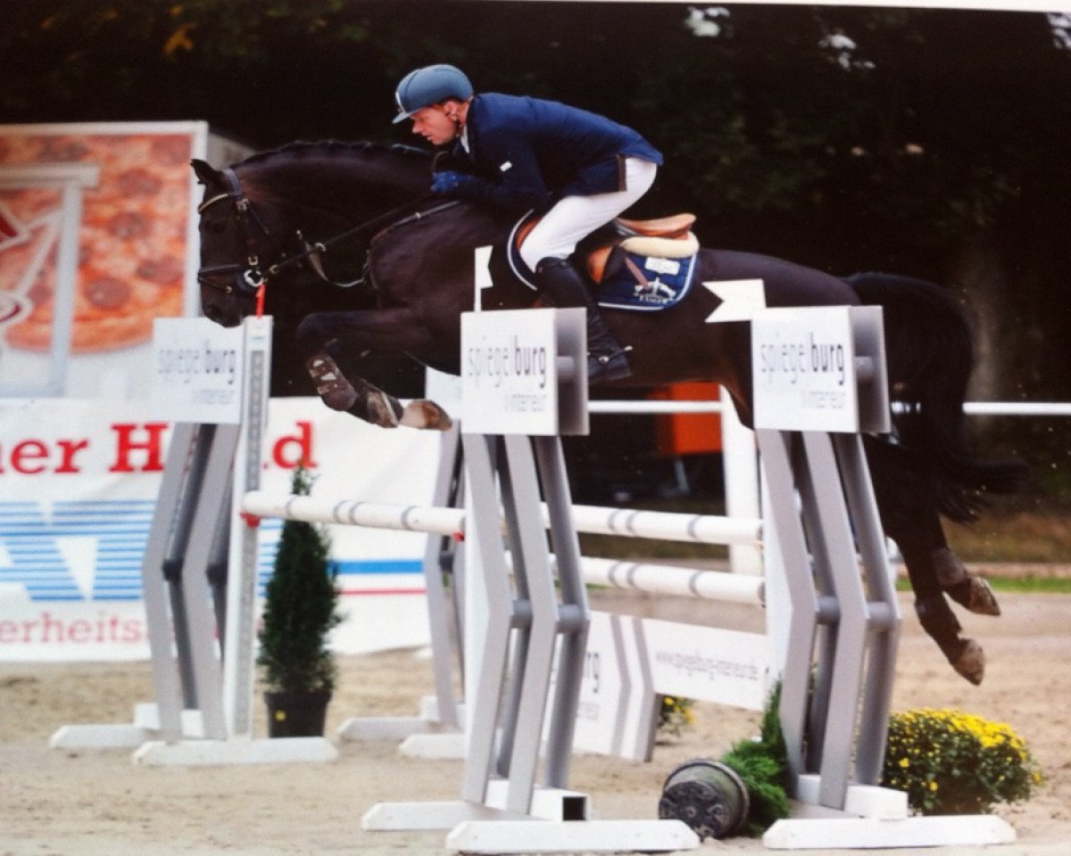 jumper Cedrick 13 (Oldenburg show jumper, 2009, from C-Max)
