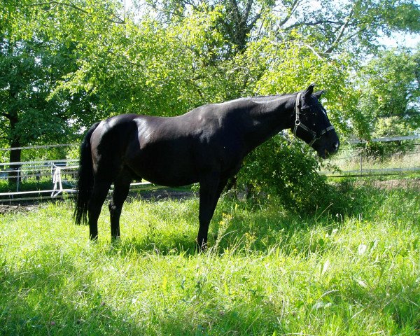 dressage horse Lavando (Württemberger, 1992, from Landsberg)
