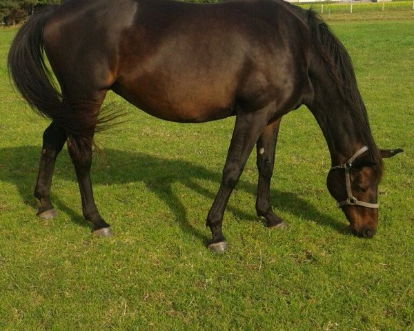 broodmare Montana (Hanoverian, 2000, from Montezuma)