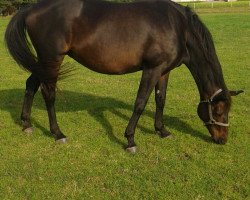 broodmare Montana (Hanoverian, 2000, from Montezuma)