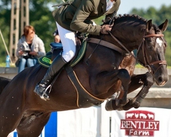 Springpferd Channing Tatum 2 (Holsteiner, 2009, von Cormint)