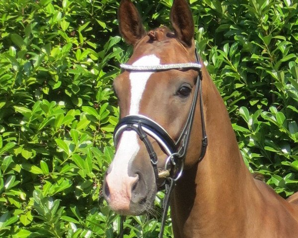 Dressurpferd Fantastico K (Hannoveraner, 2009, von Florencio I)