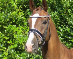 dressage horse Fantastico K (Hanoverian, 2009, from Florencio I)