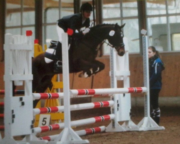 broodmare Perfect Lady 8 (German Riding Pony, 2002, from Playboy)