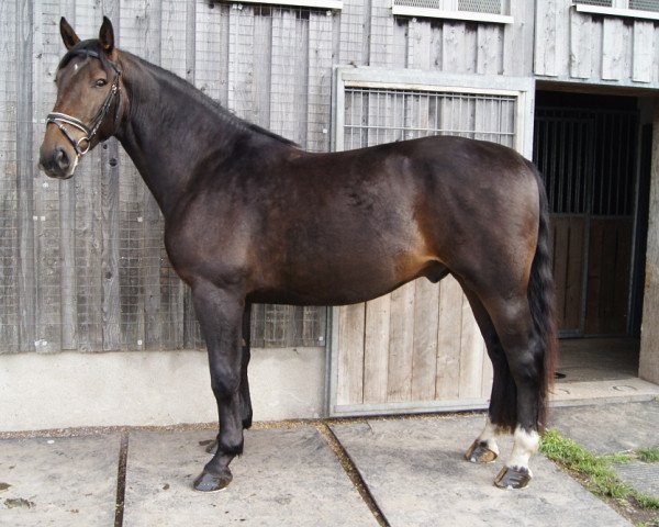 horse Atos (Heavy Warmblood,  )