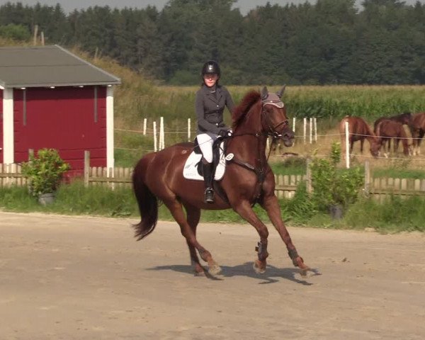Reitturnier Schülp / Rendsburg 2021