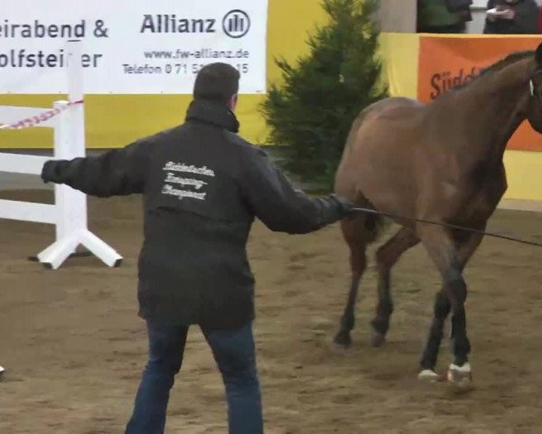 Süddeutsches Freispringchampionat 2015 - Röhlingen