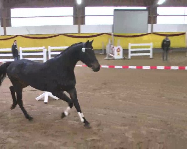 Süddeutsches Freispringchampionat 2015 - Röhlingen