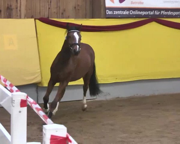 Süddeutsches Freispringchampionat 2015 - Röhlingen