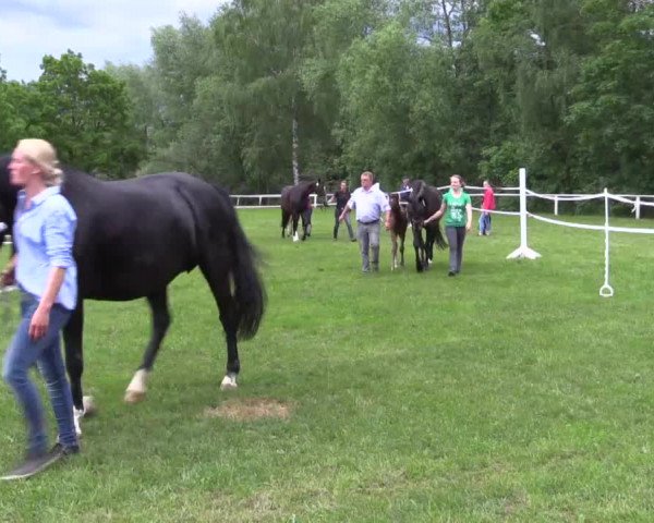 Stuten- und Fohlenschau in Steinheim