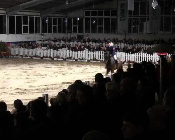 Hengstschau Hengststation Holkenbrink 2016