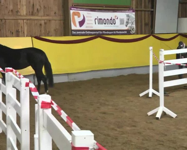 Süddeutsches Freispringchampionat 2015 - Röhlingen