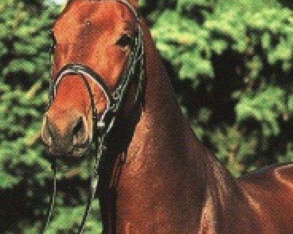 stallion Lacatraz (Holsteiner, 1995, from Lands River 90 FIN)
