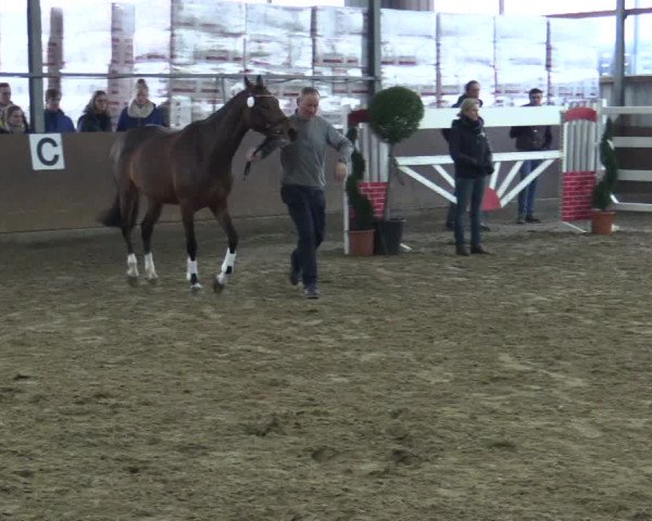Freispringwettbewerb Rhede Krommert am 19.02.2016