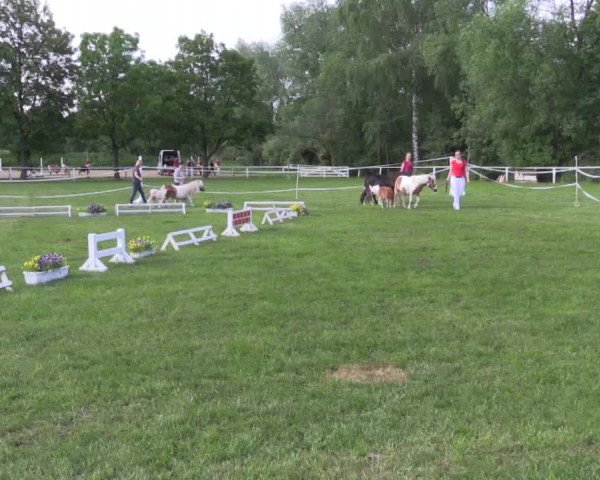 Stuten- und Fohlenschau in Steinheim