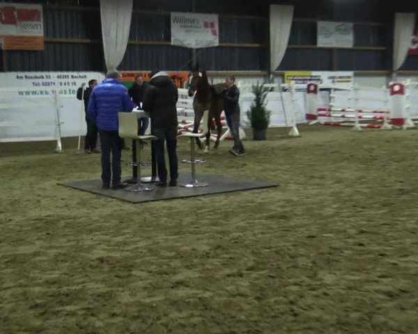 Freispringwettbewerb Rhede Krommert am 19.02.2016