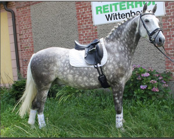 Horse Leroy (German Sport Horse, 2008, from Levisto's Big Boy)