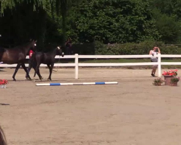 Stuten- und Fohlenschau in Herbern  2016