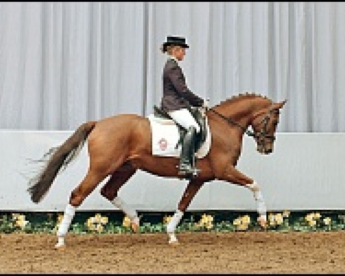 Dressurpferd Crocodile Rock (Deutsches Reitpony, 2003, von FS Cocky Dundee)