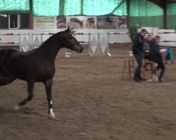 Freispringwettbewerb Lindlar 2016