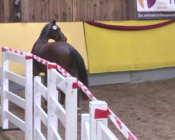Süddeutsches Freispringchampionat 2015 - Röhlingen