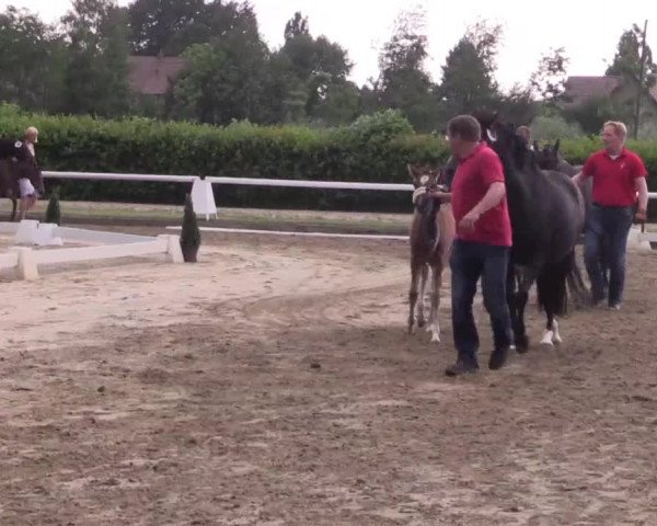 LVM Sichtung Fohlenchampionat in Münster - Handorf 2016
