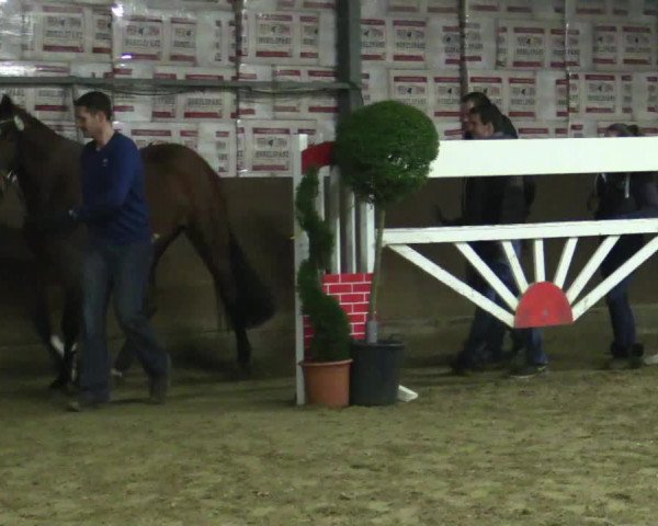 Freispringwettbewerb Rhede Krommert am 19.02.2016