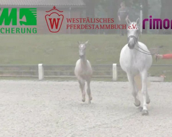 LVM Sichtung Fohlenchampionat in Münster - Handorf 2016