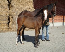 Springpferd Colani S 4 (Westfale, 2014, von Casiro I)