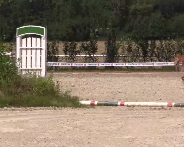 Stuten- und Fohlenschau in Werne 2016