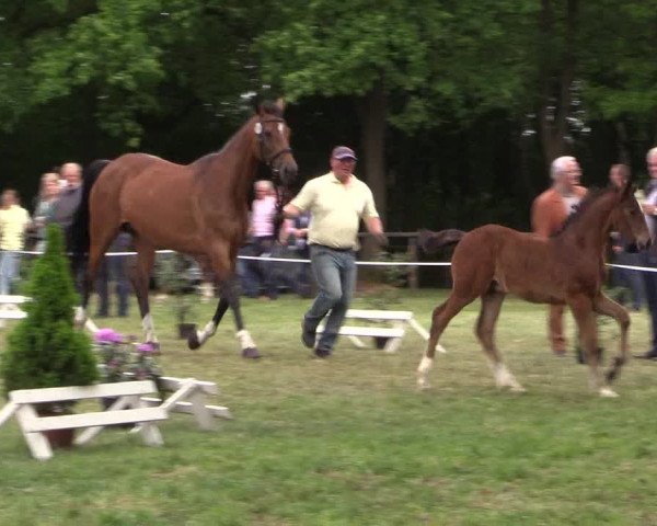26. Emsland-Fohlenschau Werpeloh 2016