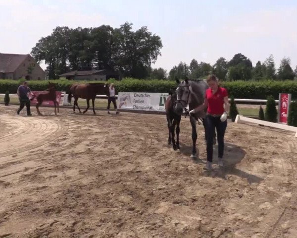LVM Sichtung Fohlenchampionat in Münster - Handorf 2016