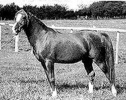 stallion Magnet 1951 ox (Arabian purebred, 1951, from Dargee ox)