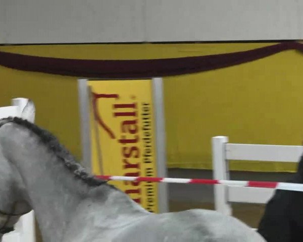 Süddeutsches Freispringchampionat 2015 - Röhlingen