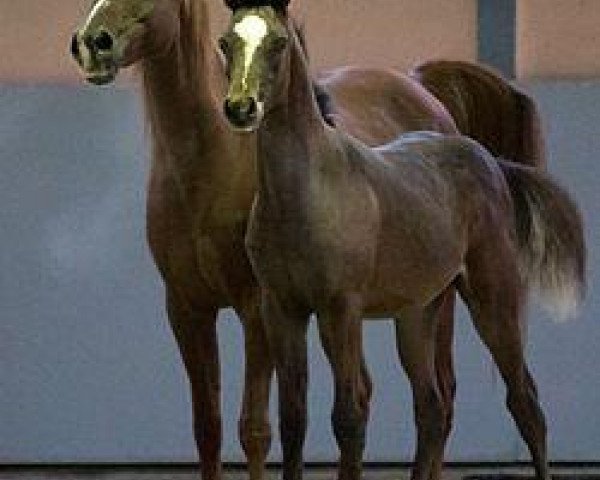 broodmare BA Samoa 1993 EAO (Arabian purebred, 1993, from Alaa Ibn Tuhotmos EAO)