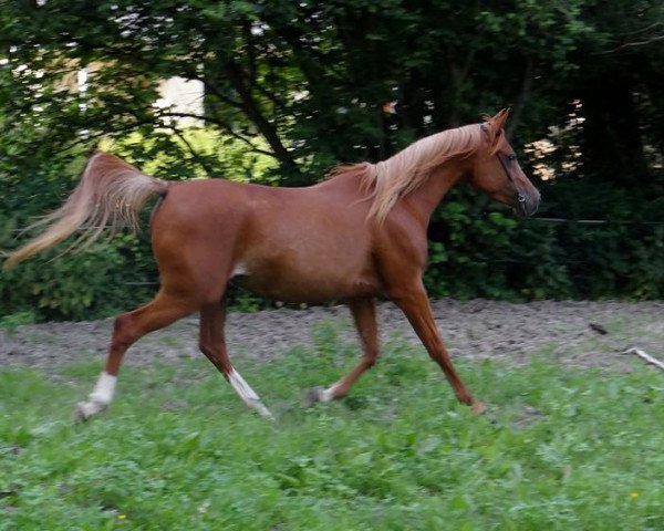 horse LK Sheena 2008 ox (Arabian purebred, 2008, from Hamra Ali Shamal 1993 ox)