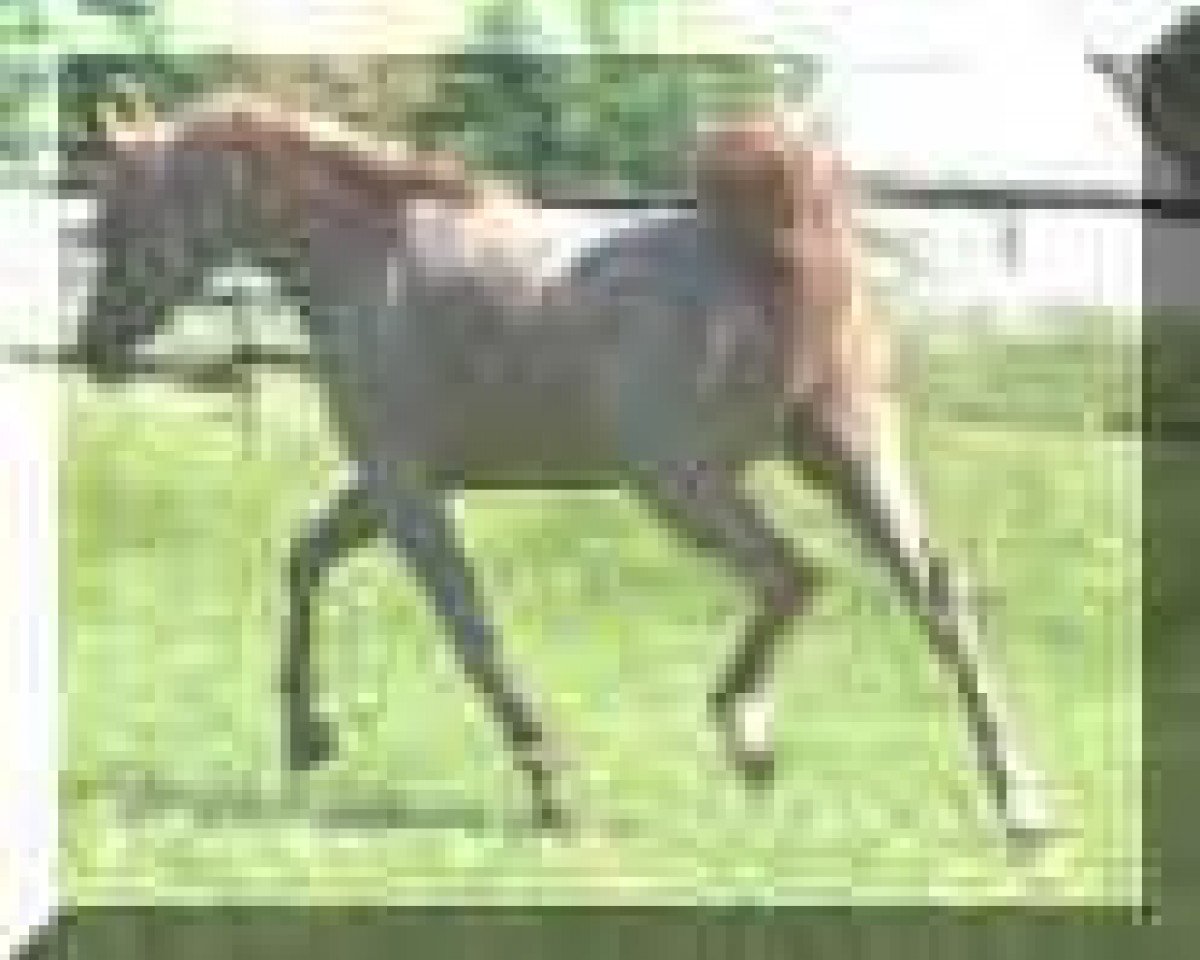 Deckhengst Hamra Ali Shamal 1993 ox (Vollblutaraber, 1993, von Ansata El Salaam ox)